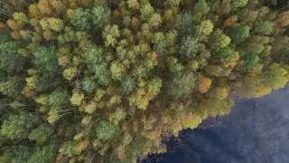 Осенний лес
