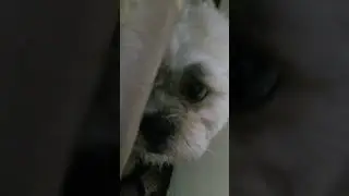 Try not to say “Aww”🐶