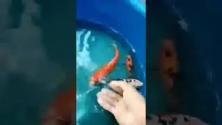 Koi Fishes #music #remix #song #foryou #fish #artist #fishkeeping