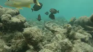 L'aquarium de Grand Cul-de-Sac Marin en Guadeloupe