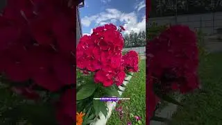 Флокс метельчатый Younique Red первый год в моем саду и уже такое цветение 😍 #дачныйдневник #флокс