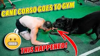 Cane Corso Goes Off at New Gym! THIS HAPPENED!