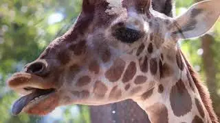 Zoo Photography