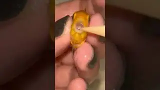 First spawning of a young Yellow Cichlid 
