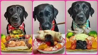 RAW ASMR: My Dogs' UNFILTERED Eating |Sounds!The Petting Zoo |