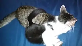Tak Ada Capeknya Anak Kucing Tantang Seniornya Duel #kucinglucu #kucingbermain
