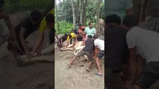 কুরবানীর আগ মুহূর্ত#shorts #kurban