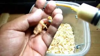 how to hand feeding a 1 day old love bird