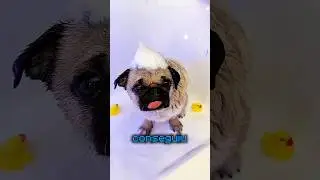 He JUST wanted a bath! 