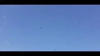 Пора летать голуби Луганска.