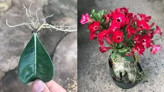 One more tip for growing Adenium flowers at home