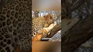 Собака обманула леопарда и совершила невозможное 