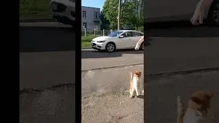 операция окончена...! теперь вы... КОТ! я невероятен...)Тарарам