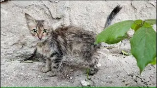 From Fear to Love Saving a Stray Cat with a Horrific Past