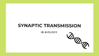 IB Biology: Synaptic Transmission