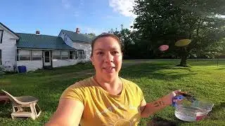 Busy Morning to Open the Farm Store!!! Veggie Harvest & Updates