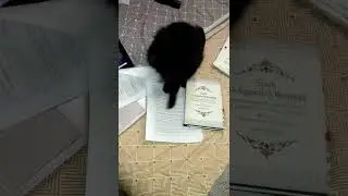 cute cat won't let me study
