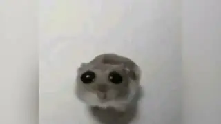 Sad Hamster Original Meme Template