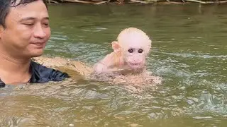 Baby Monkey Lulu is taught necessary life and survival skills by Tam