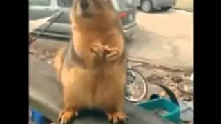 Приколы С Животными!  Смешно!