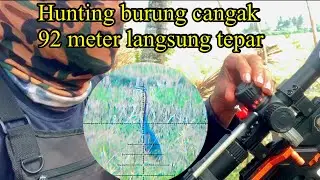 Hunting burung cangak merah dijarak 92 meter