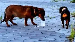 Собачка и водичка