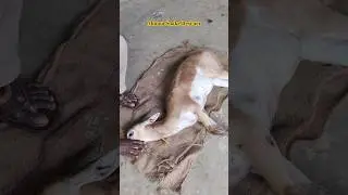 కృష్ణాజిక పై కుక్కల దాడి