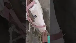 horse short video 
