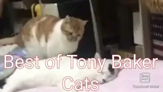 Best Of Tony Baker | Voice over | Cats