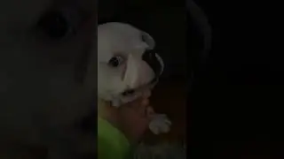 Mi perro se come una pulga