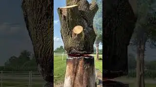 ой.... зачем они так сделали, так жалко дерево#shorts