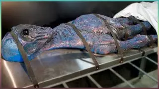 The most unusual things discovered in Egypt