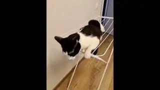 Танцор