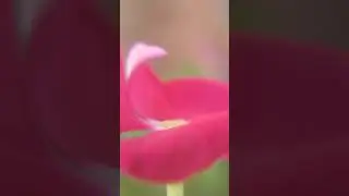 How to capture flower close up | Macro lens