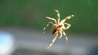 Spider Spinning its Web 4K