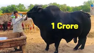 Muqablay k liye bail aa gaye | Cow mandi Faisalabad 2023