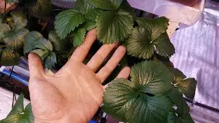 Клубника под искусственным освещением 2021.