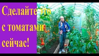 Что нужно сделать с томатами для их быстрого дозревания