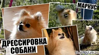 Дрессировка собаки Маркуши // КАК ДРЕССИРОВАТЬ собаку??? // Eva Wittih