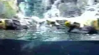 Puffins