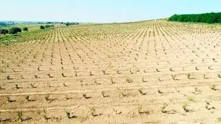 Фундукові сади Закарпаття