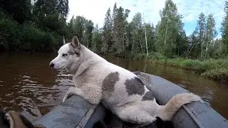 Пир на бунгало. Щуки-вредители ))