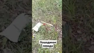 ЛОШАДИНАЯ левада