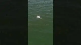 Casting to 1000’s of Hungry Fish