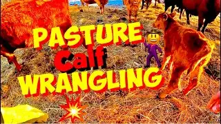 Wrangling & Collecting Calves born in PASTURE 🤠🐮