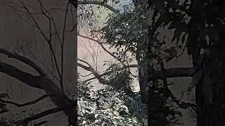 Tusker Elephant Ghash Khata hua Jim Corbett National Park Uttrakhand ke jungle mein