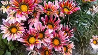 Las flores de la vida