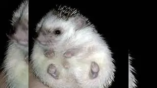 Африканский ёж Микки/ ми-ми-ми/ hedgehog
