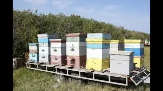 Мёд на радость и во благо.  Видеосюжет подготовил Олег Сойнов.  Троицк. 2023.