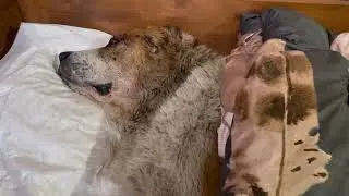 Выхаживаем Алабая Бархана которого бросили умирать на холодном битоне